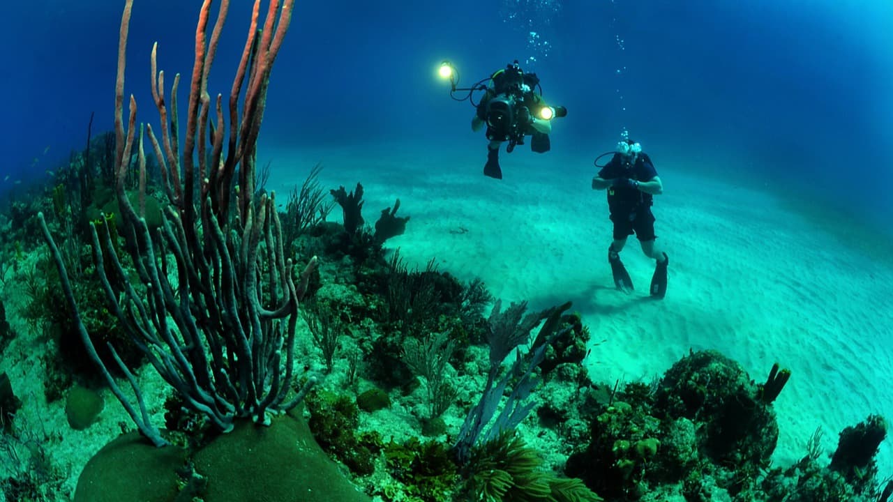 Divers underwater taking pictures of coral